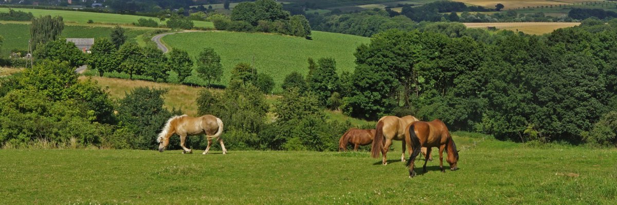 Wiese mit Pferden in Wachtberg