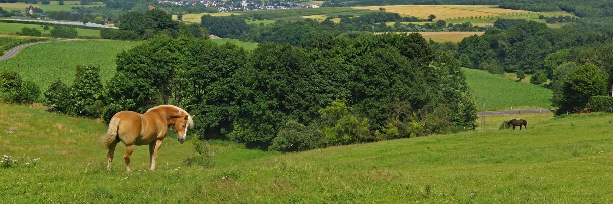 Weitblick über eine Wiese mit Pferden 