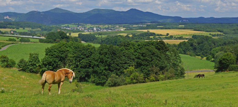 Weitblick über eine Wiese mit Pferden 