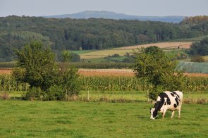 Foto: Kuh auf Weide Foto: Kuh auf Weide