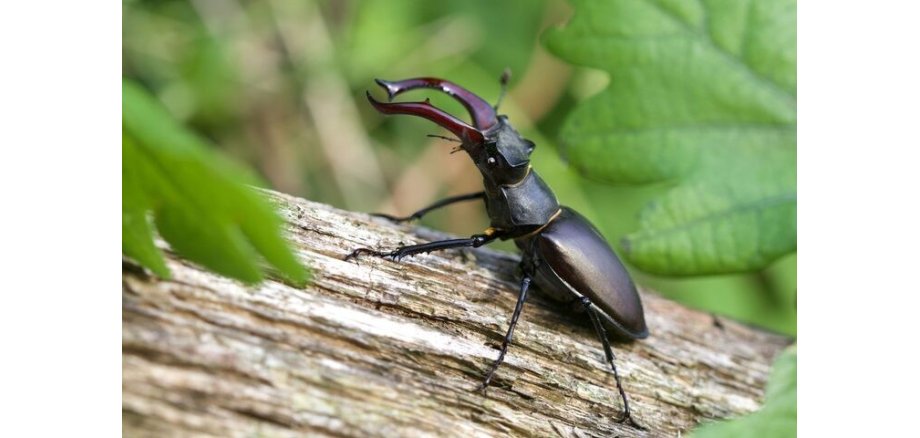 Käfer