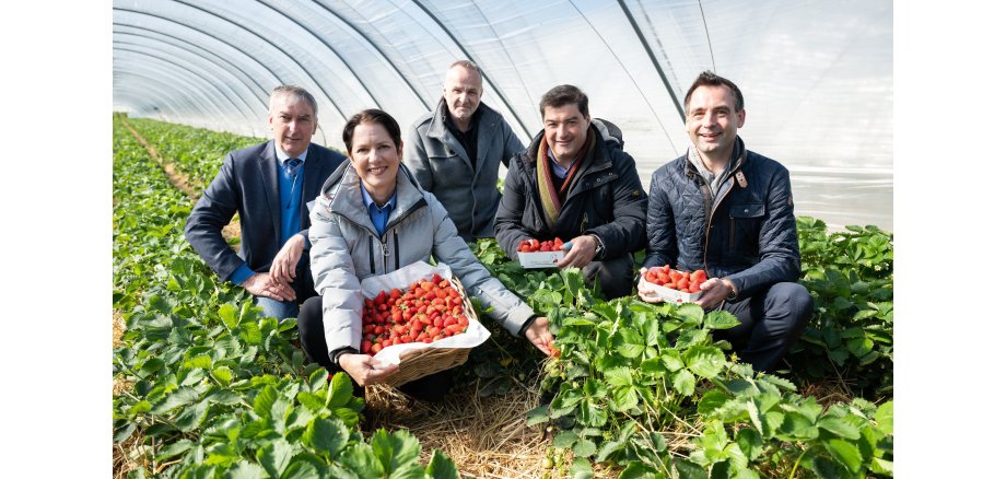 Gruppe um Ministerin Gorißen, Erdbeerkörbe haltend, auf Erdbeerfeld.