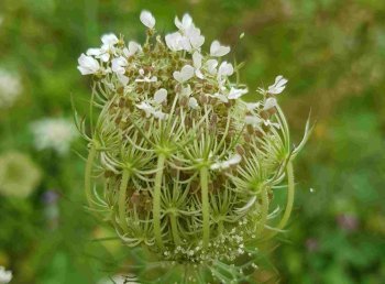 Blütenstand der wilden Möhre.