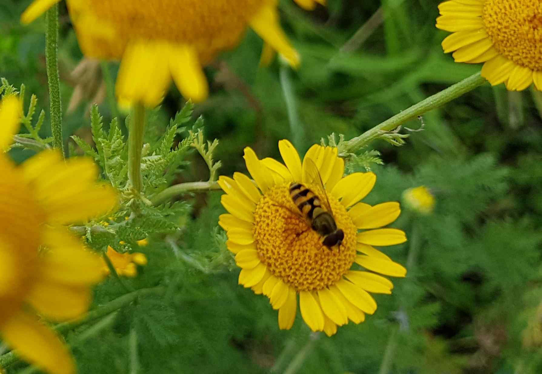 Schwebfliege auf Färberkamille (Foto: Birte Kümpel)