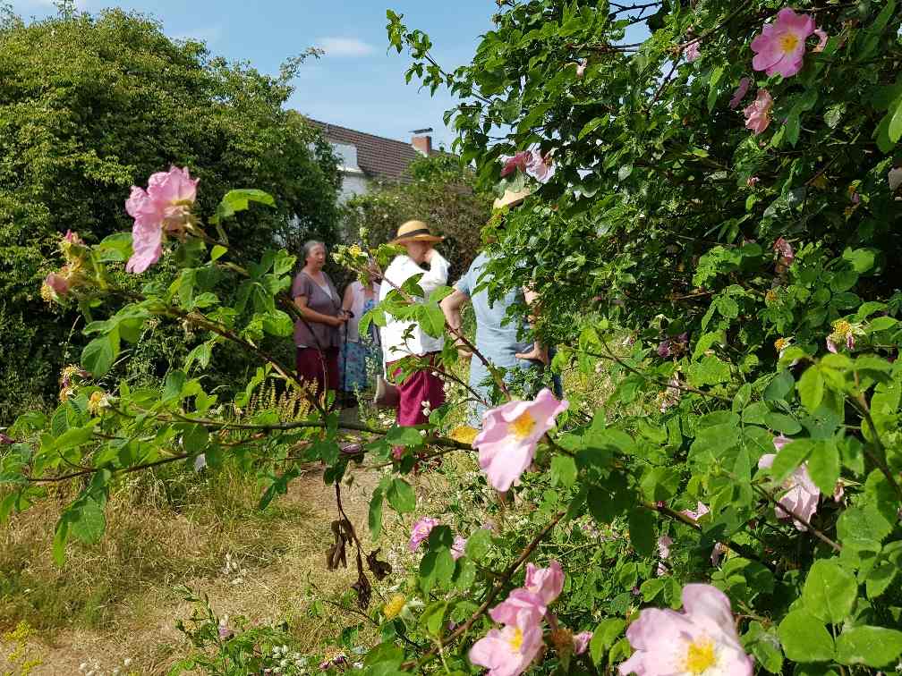 Schaugarten-Führung am Tag der Offenen Naturgartenpforte. (Foto: B. Kümpel)