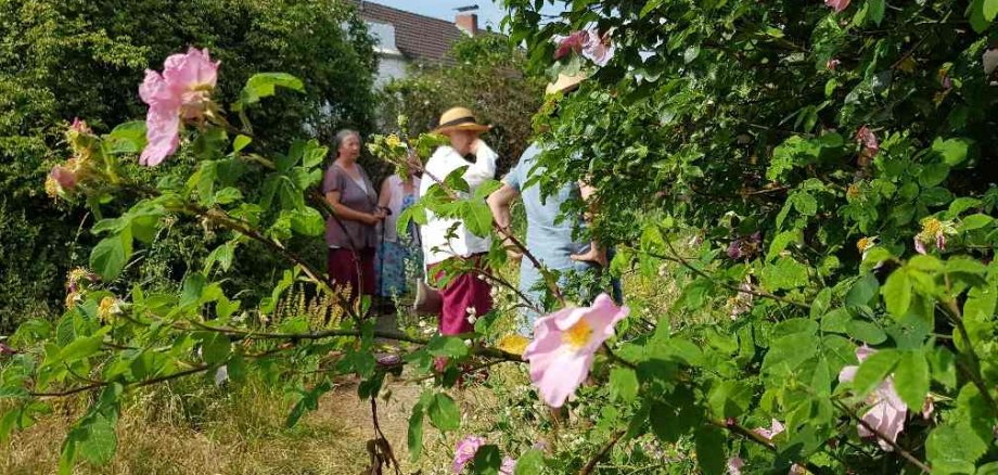 Schaugarten-Führung am Tag der Offenen Naturgartenpforte. (Foto: B. Kümpel)