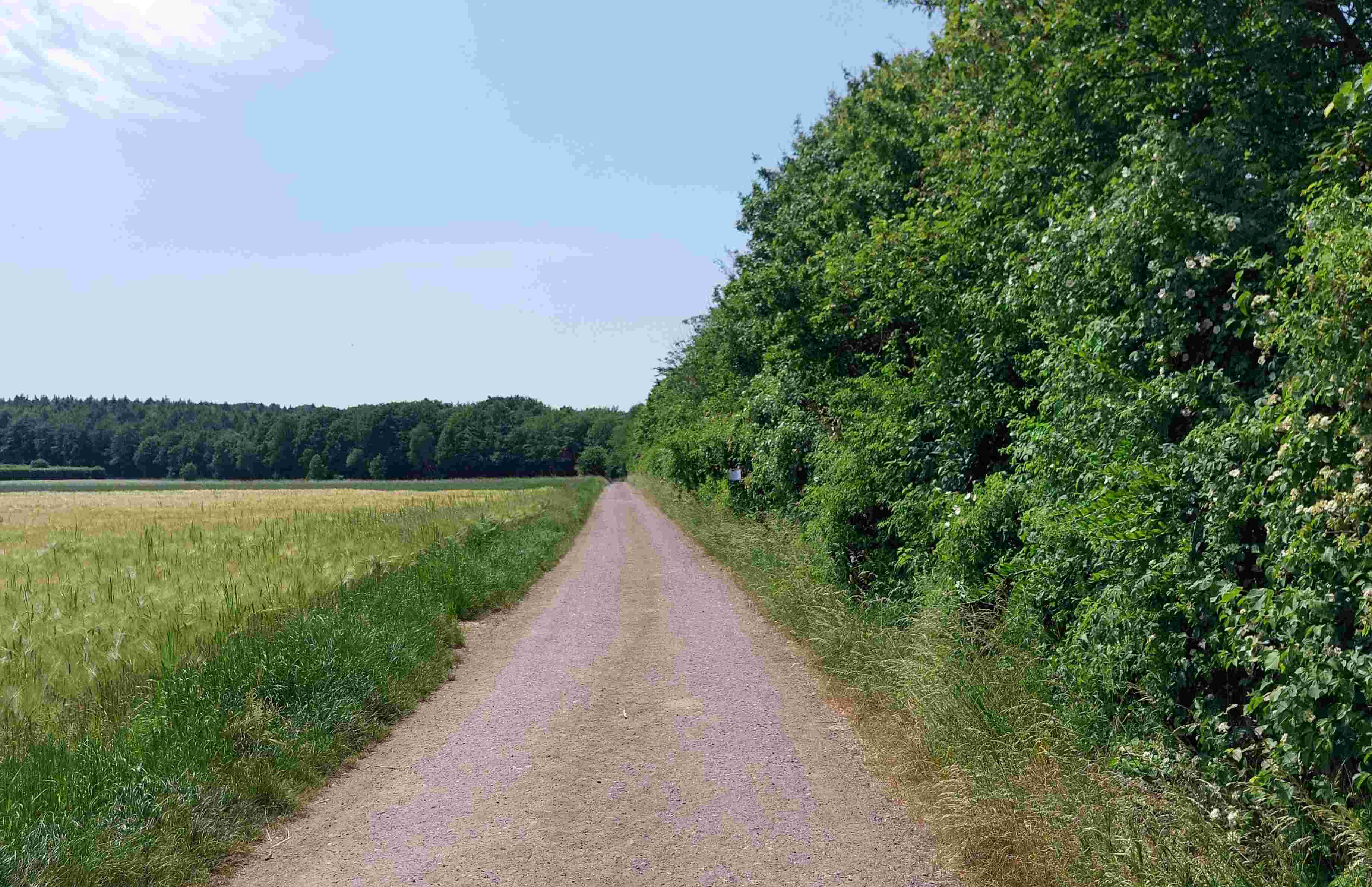 Ein Weg am Waldrand - ein typischer Konfliktraum zwischen Mäusebussard und Mensch. Die angrenzenden Felder bieten Vögeln nach der Ernte gute Jagdmöglichkeiten. (Foto: Gemeinde Wachtberg)