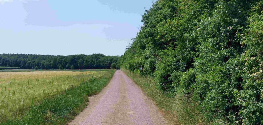 Ein Weg am Waldrand - ein typischer Konfliktraum zwischen Mäusebussard und Mensch. Die angrenzenden Felder bieten Vögeln nach der Ernte gute Jagdmöglichkeiten. (Foto: Gemeinde Wachtberg)