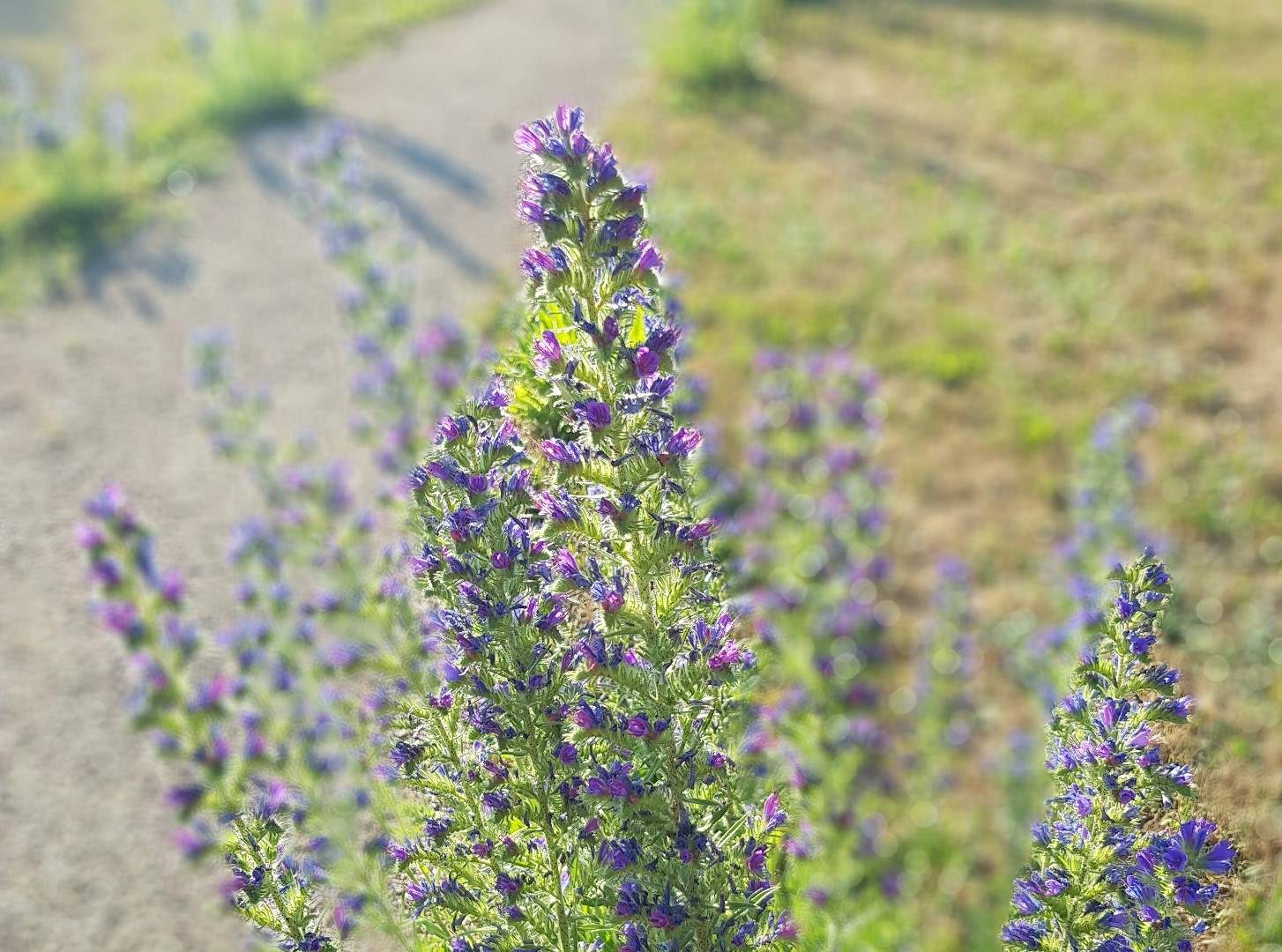 Natterkopfpflanzen auf dem Rheinhöhenfriedhof in Wachtberg. (Foto: Birte Kümpel)