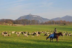 Rodderberg (Foto: Heinz Contzen)